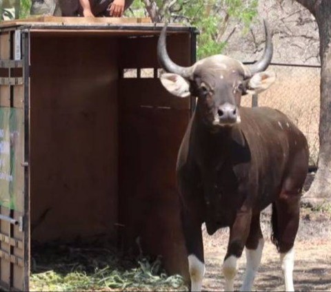 Dimas, Banteng Jawa milik Taman Safari Prigen yang kini dilepasliarkan ke Taman Nasional Baluran. Foto: Dok. TN Baluran