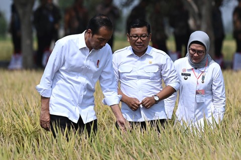 Presiden Jokowi (kiri) didampingi Plt Menteri Pertanian Arief Prasetyo Adi (kedua kiri) dan Bupati Indramayu Nina Agustina (ketiga kiri) meninjau panen padi di Desa Karanglayung, Sukra, Indramayu, Jawa Barat, Jumat (13/10/2023). Foto: Sigid Kurniawan/ANTARA FOTO