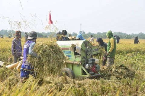 Suasana panen raya di Desa Karanglayung Kecamatan Sukra Kabupaten Indramayu. (13/10/2023). Foto: Panji Asmara