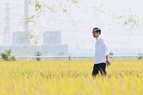 Presiden Jokowi meninjau panen padi di Desa Karanglayung, Sukra, Indramayu, Jawa Barat, Jumat (13/10/2023). Foto: Laily Rachev/Biro Pers Sekretariat Presiden