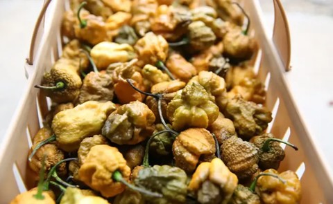 Cabai terpedas di Bumi, Pepper X Foto: Guinness World Records