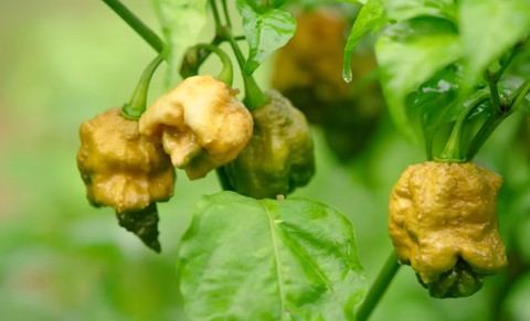 Cabai terpedas di dunia itu bernama Pepper X.  Foto: First We Feast/YouTube