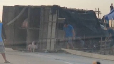 Truk yang mengangkut puluhan babi bernopol AA 1622 PK terguling di ruas jalan Tol Ngawi-Kertosono KM 651.600 B, Nganjuk pada Kamis (19/10/2023). Foto: Dok. Istimewa
