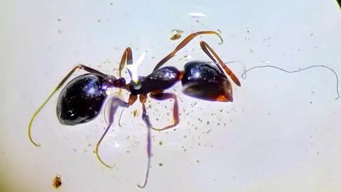 Potret semut terlilit benang mikroplastik. Foto: Dok. Armand Rausell-Moreno