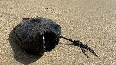 Penampakan ikan sepak bola Pasifik langka yang terdampak di sebuah pantai California.  Foto: California State Parks/Facebook