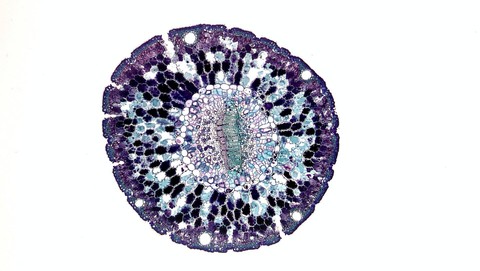 Ilustrasi apa perbedaan antara pembelahan mitosis dan meiosis. Sumber: pexels/fayette reynolds ms