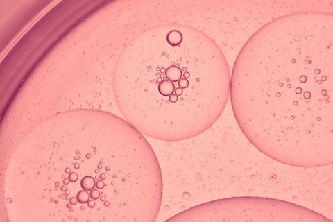 Ilustrasi apa perbedaan antara pembelahan mitosis dan meiosis. Sumber: pexels/luu thanh truc