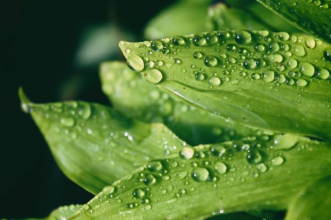 Perubahan Wujud Apakah yang Terjadi Selama Pengembunan, Sumber: Unsplash/Olivia Basile