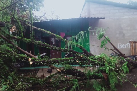 Angin kencang tumbangkan pohon-pohon di Ciomas, Bogor, Selasa (31/10/2023). Foto: Dok. Istimewa