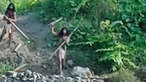 Suku pedalaman diduga Hongana Manyawa di Halmahera tampak mencoba menghalangi buldoser memasuki hutan tempat tinggalnya dengan tombak dan parang. Foto: @Survival/X