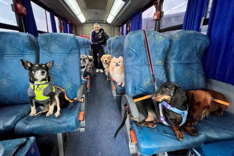 Anjing diangkut dengan bus bernama "Escaolar", dengan musik dan AC, ke tempat penitipan anjing di Icara, negara bagian Santa Catarina, Brasil, Kamis (2/11/2023). Foto: Nilton Santos Junior/REUTERS
