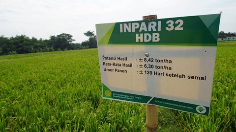 pemilihan benih padi unggul spesifik lokasi akan mempengaruhi tingkat hasil (foto pribadi)