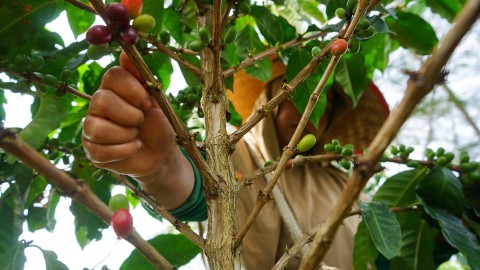 kopi desa rimbo candi Pagar Alam Sumatera Selatan yang mulai dilirik pasar nasional karena memiliki cita rasa yang khas, Minggu (5/11) Foto: ary priyanto/urban id