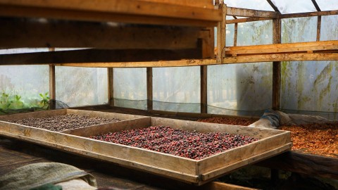 para petani kopi desa rimbo candi Pagar Alam Sumatera Selatan yang mulai memanfaatkan fasilitas dom untuk menghasilkan cita rasa terbaik, Minggu (5/11) Foto: ary priyanto/urban id