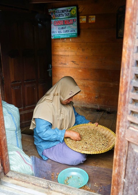 Aktivitas memilah biji kopi yang menjadi kebiasaan warga desa rimbo candi Pagar Alam untuk menjadikan produk tersebut lebih berkualitas, Minggu (5/11) Foto: ary priyanto/urban id