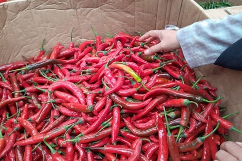 Cabai merah di Pasar Induk Kramat Jati, Jakarta, pada Rabu (8/11/2023). Foto: Widya Islamiati/kumparan