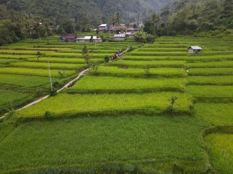 Ilustrasi sawah di solok. Sumber: https://www.istockphoto.com
