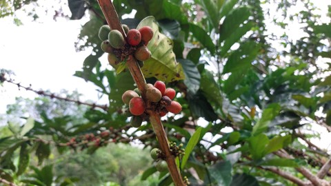 Kampung Kopi Luwak di Kalimantan Timur. Foto: Nabila Ulfa/kumparan 