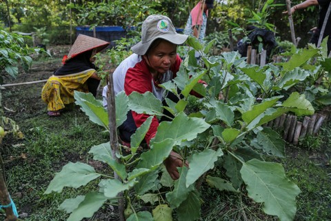 Ilustrasi bertani Foto: Makna Zaezar/ANTARA FOTO