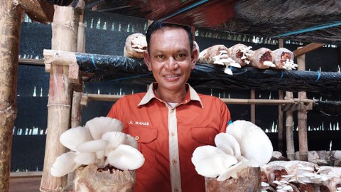 Abdul Wahab bersama jamur yang siap panen. Foto: Nabila Ulfa/kumparan