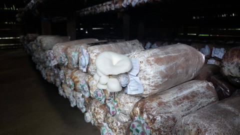 Bagian buah jamur tiram yang sudah tumbuh menembus kapas. Foto: Nabila Ulfa/kumparan