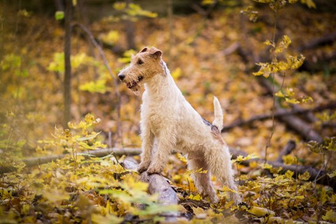 Anjing Ras Wire Fox Terriers. Foto: Astrid Mai/Shutterstock