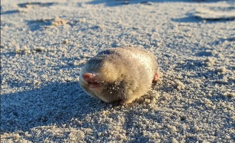 De Winton golden mole, hewan yang dianggap telah punah dan ditemukan kembali.   Foto:  Endangered Wildlife Trust (EWT)