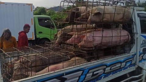 Truk bawa muatan babi hidup mengalami kecelakaan di tol Jagorawi arah Bogor. Foto: Dok. Istimewa