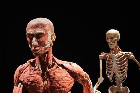 Jelaskan Keterkaitan Fungsi Sistem Organ Manusia. Sumber foto: Unsplash/Joel Ambass