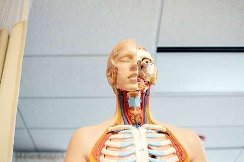 Jelaskan Keterkaitan Fungsi Sistem Organ Manusia. Sumber foto: Unsplash/Nhia Moua