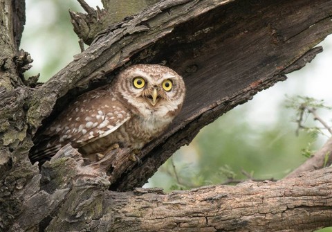 Burung hantu tutul utara. Foto: tahirsphotography/shutterstock