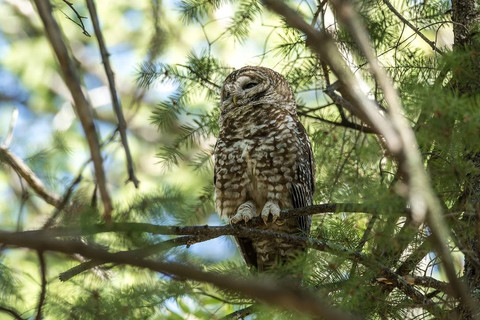 Burung hantu tutul utara. Foto: plains-wanderer/Shutterstock