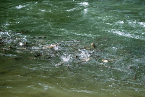 Ikan jurung memakan pelet di sungai Garoga kecamatan Batang Toru yang dijadikan lokasi Lubuk Larangan di Desa Garoga, Kabupaten Tapanuli Selatan, provinsi Sumatera Utara, Sabtu (18/11). Foto: Aditia Noviansyah/kumparan