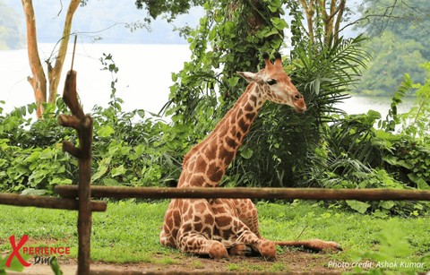  Zoo-Declassified! by Xperience Singapore. Foto: Singapore Tourism Board