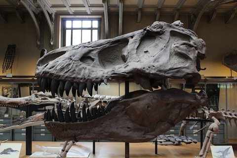 Ilustrasi kelemahan analisis dari teori evolusioner, sumber foto: unsplash.com/Adam Mathieu