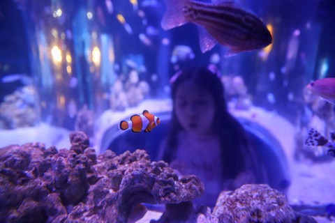 Anak melihat hewan-hewan yang ada di Jakarta Aquarium & Safari, Jakarta, Rabu (13/12/2023). Foto: Iqbal Firdaus/kumparan