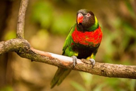 Burung perkici mitchell (Trichoglossus forsteni mitchellii). Foto: Jiri Stoklaska/Shutterstock