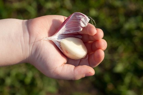 Ilustrasi anak dan bawang putih. Foto: rsooll/Shutterstock