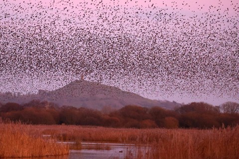 Ribuan burung jalak terbang saat senja di Somerset Levels, Glastonbury di Somerset, barat daya Inggris, 15 Desember 2023. Foto: REUTERS/Toby Melville