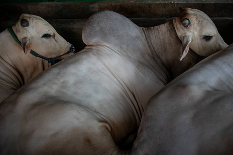 Sapi di peternakan sapi di Cikoko, Pancoran, Jakarta Selatan. Foto: Jamal Ramadhan/kumparan
