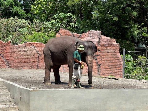 Pertunjukkan gajah salah satu animal show di Solo Safari. Foto: Gitario Vista Inasis/kumparan