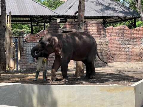 Pertunjukkan gajah salah satu animal show di Solo Safari. Foto: Gitario Vista Inasis/kumparan