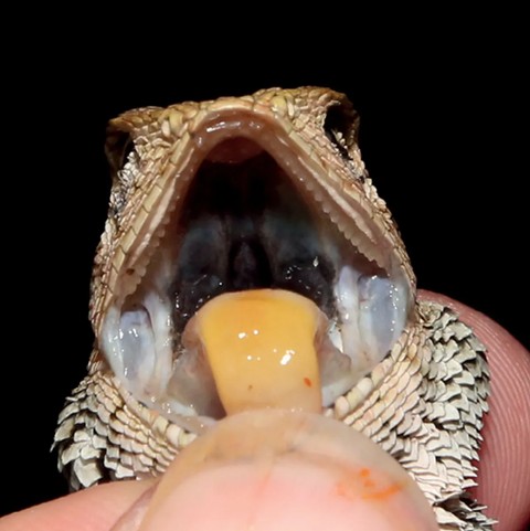 Penampakan spesies baru iguana dengan lidah berwarna oranye.  Foto: ZooKeys 