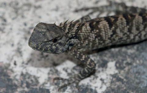 Penampakan spesies baru iguana ditemukan di China.  Foto: ZooKeys