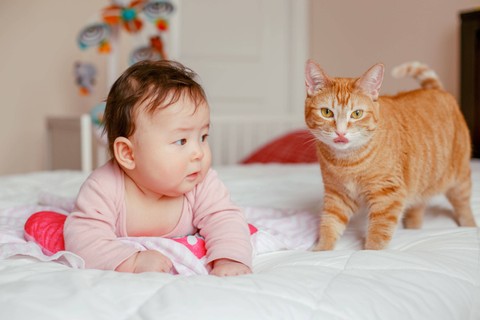 Ilustrasi Bayi dengan Kucing. Foto: Shutterstock