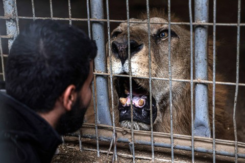 Seekor singa berinteraksi dengan seorang pria dari dalam kandangnya di kebun binatang di Rafah di Jalur Gaza selatan, pada 2 Januari 2024. Foto: AFP