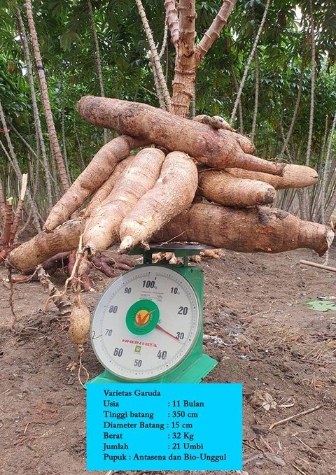 Wakil Ketua DPR Rachmat Gobel panen singkong di Gorontalo. Foto: Dok. Rachmat Gobel