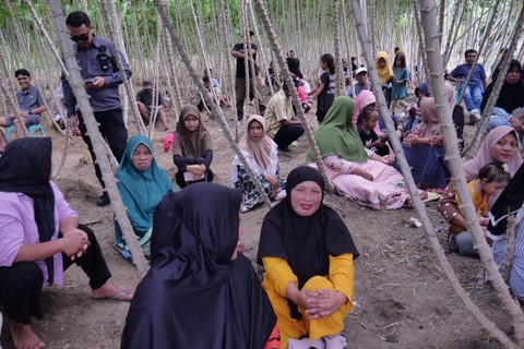 Wakil Ketua DPR Rachmat Gobel panen singkong di Gorontalo. Foto: Dok. Rachmat Gobel