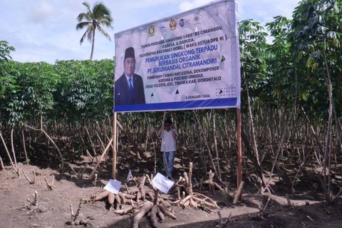 Wakil Ketua DPR Rachmat Gobel panen singkong di Gorontalo. Foto: Dok. Rachmat Gobel