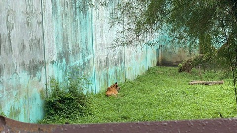 Kondisi kandang harimau di Medan Zoo. Foto: Tri Vosa/kumparan